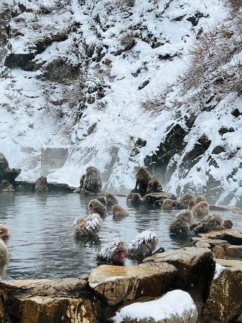 From Tokyo: Nagano Snow Monkey Park Zenkoji Temple Day Trip