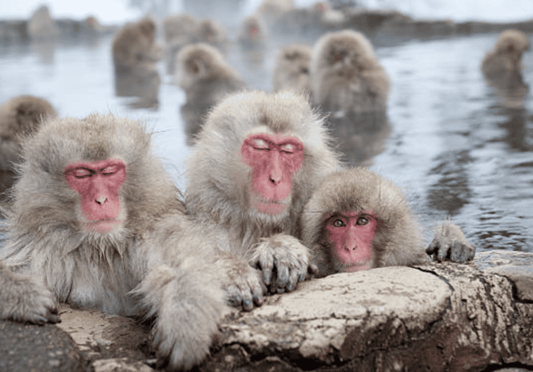 From Tokyo: Private Day Trip to Snow Monkey & Zenkoji