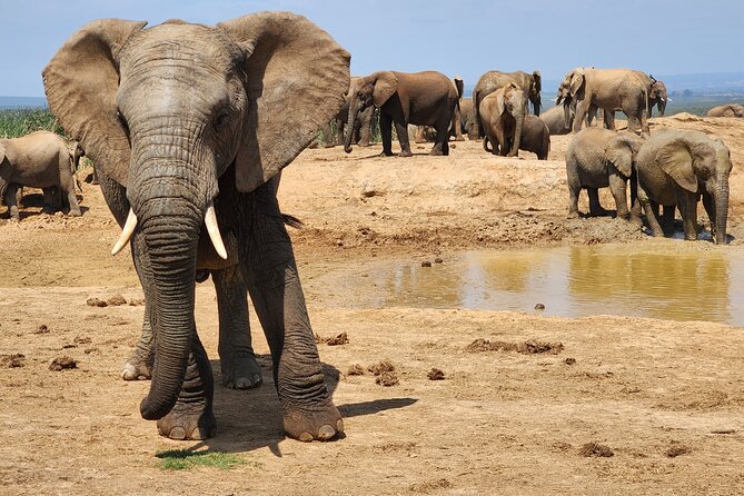 Full Day Addo Park Tours and Safari in South Africa