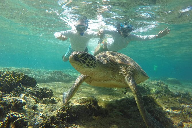 Full Day Apo Island Tour From Dumaguete