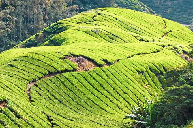 Full-Day Cameron Highlands & Batu Caves Tour From Kuala Lumpur