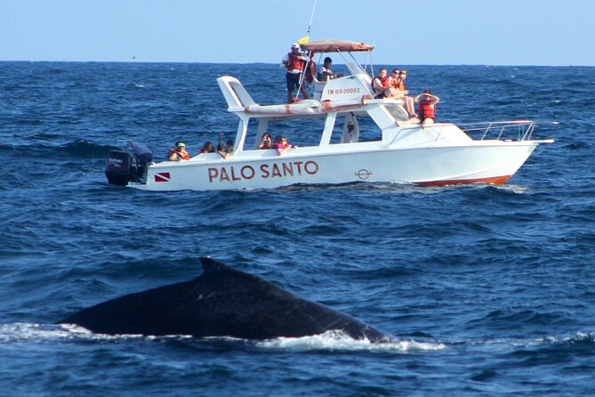 Full Day Humpback Whale Watching in Samana From Cap Cana