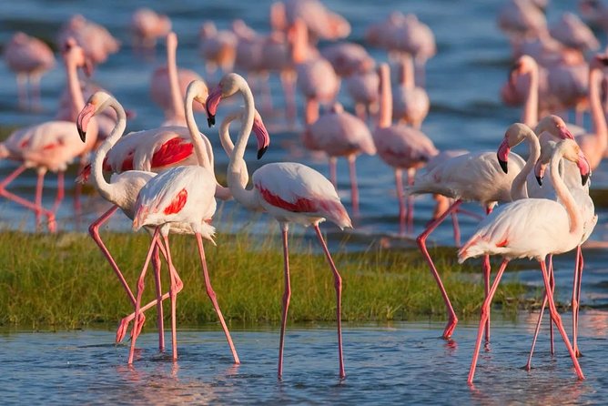 Full-Day Lake Nakuru National Park From Nairobi