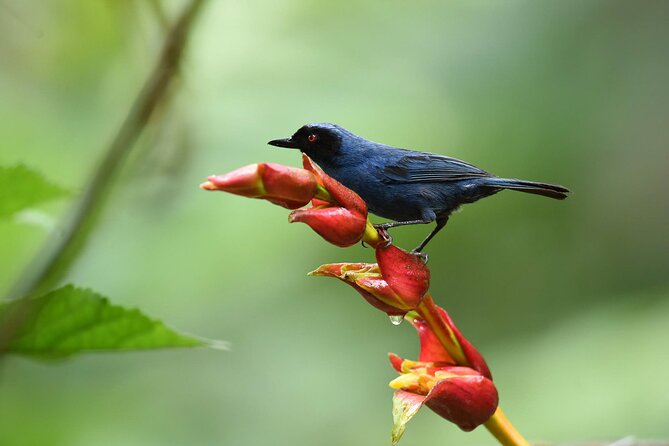 Full Day Mindo – Cloud Forest From Quito