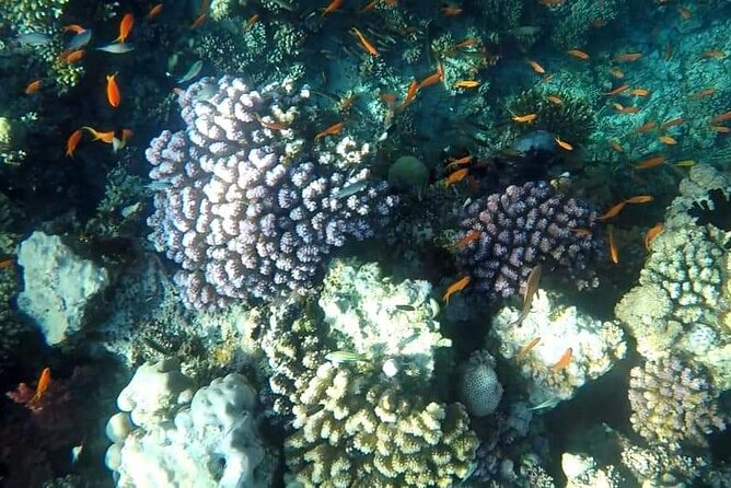 Full-Day Scuba Diving Tour in Hurghada With Lunch & Pick-Up