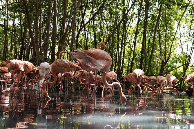 Full-Day Tour Baru – National Aviary and Playa Blanca + Bioluminescent Plankton