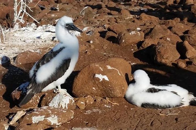 Galapagos Island Hopping (Santa Cruz, San Cristobal and Isabela)