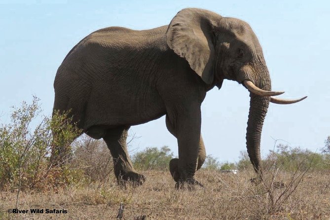 Game Drive (AM / PM) – Zambezi National Park – River Wild Safaris