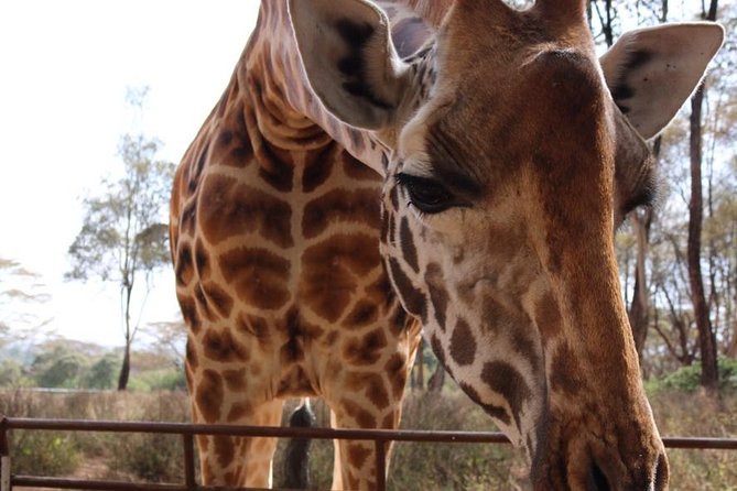 Giraffe Center and David Sheldrick Elephant Orphanage Tour