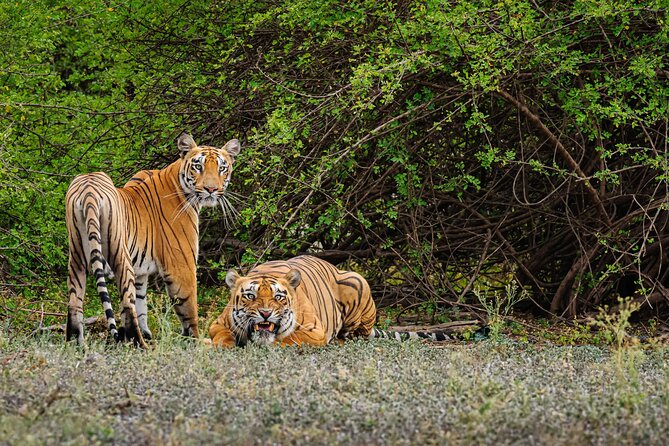 Goa to Anshi National Park, Extension to Wildlife Safari Tour - Tour Overview