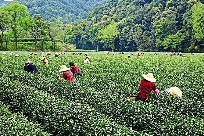 Half-Day Hangzhou Nature Explore With Green Tea Village and Yunxi Bamboo Forest