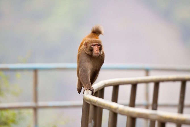 Half-day Hiking Tour in The Green to Lion Rock in Hong Kong