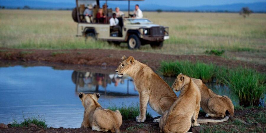Half Day Tala Game Reserve & Natal Lion Park From Durban