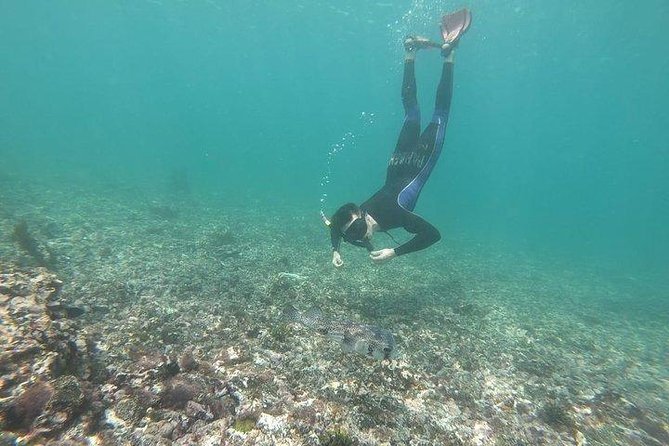 Half Day Tintoreras Tour From Isabela Island