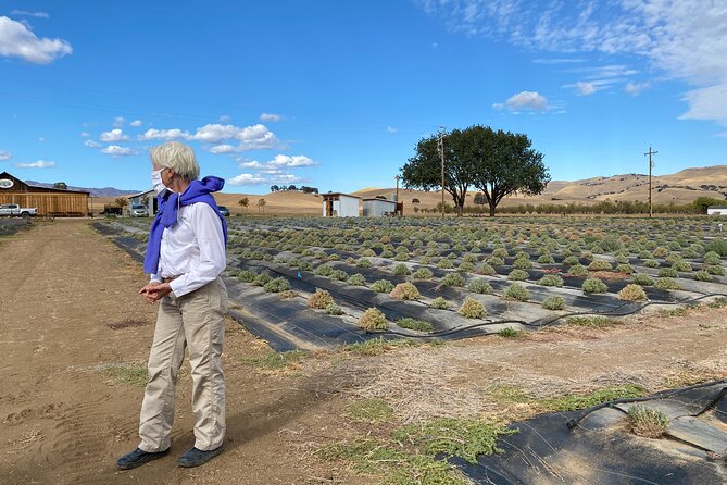 Half-day Wine and Olive Oil Tasting and Lavender Farm Tour