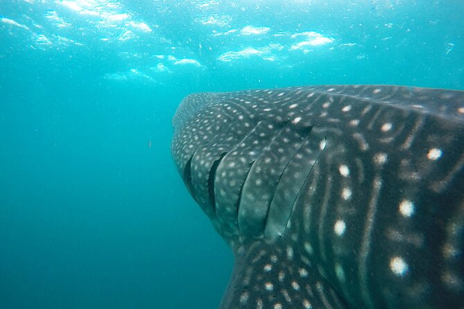 Hanifaru Bay Snorkeling With Whale Sharks & Mana Rays