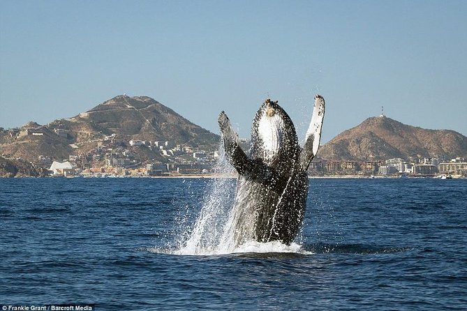 Hear the Whales! World Class Whale Watching!