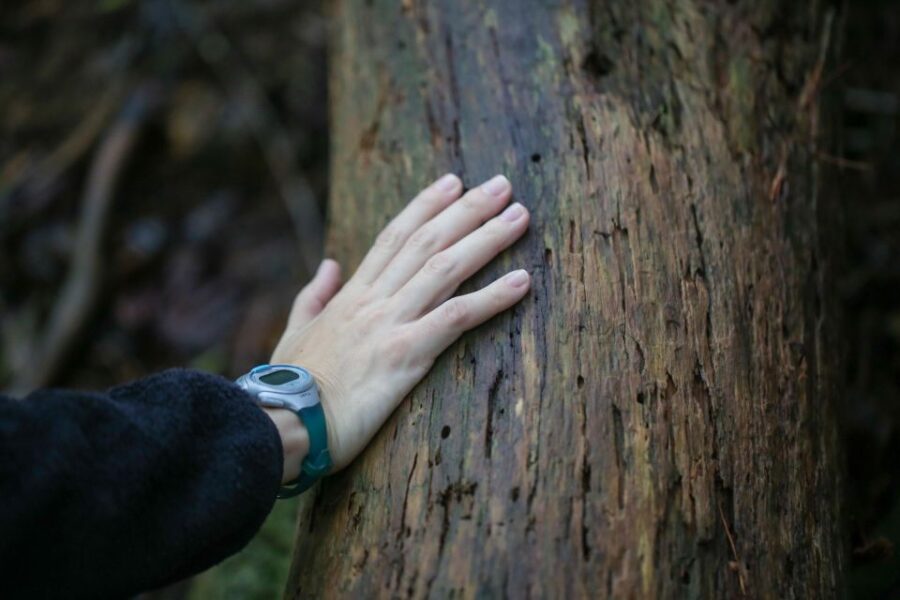 Hiroshima: Hike up Mt. Omine & Panoramic View With Coffee