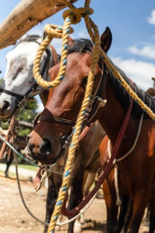 Horseback Riding Caldas Antioquia All Inclusive - Tour Overview and Pricing