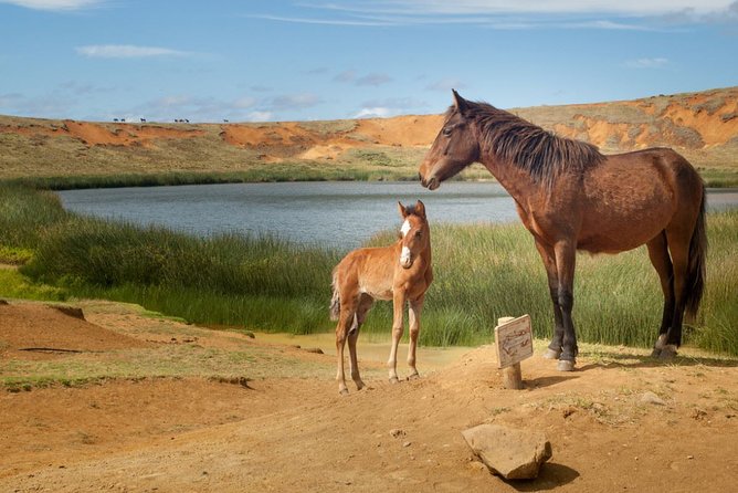 Horseback Riding on Easter Island