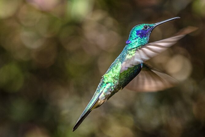 Hummingbird Sighting – Hummingbird Observatory