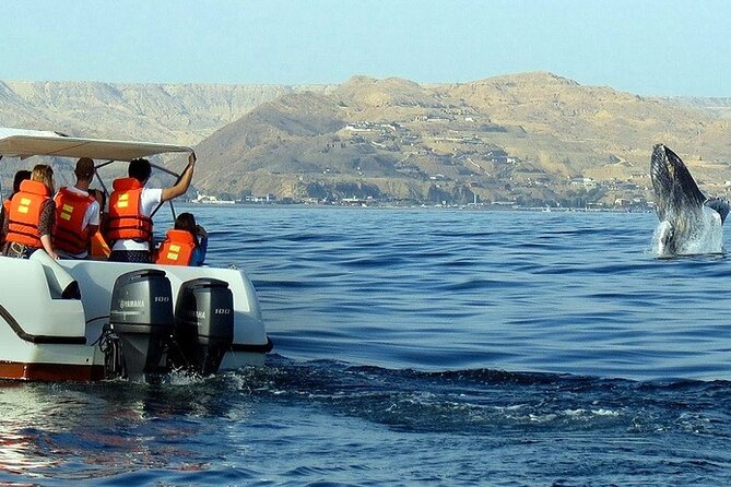 Humpback Whale Watching in Samana From Juan Dolio