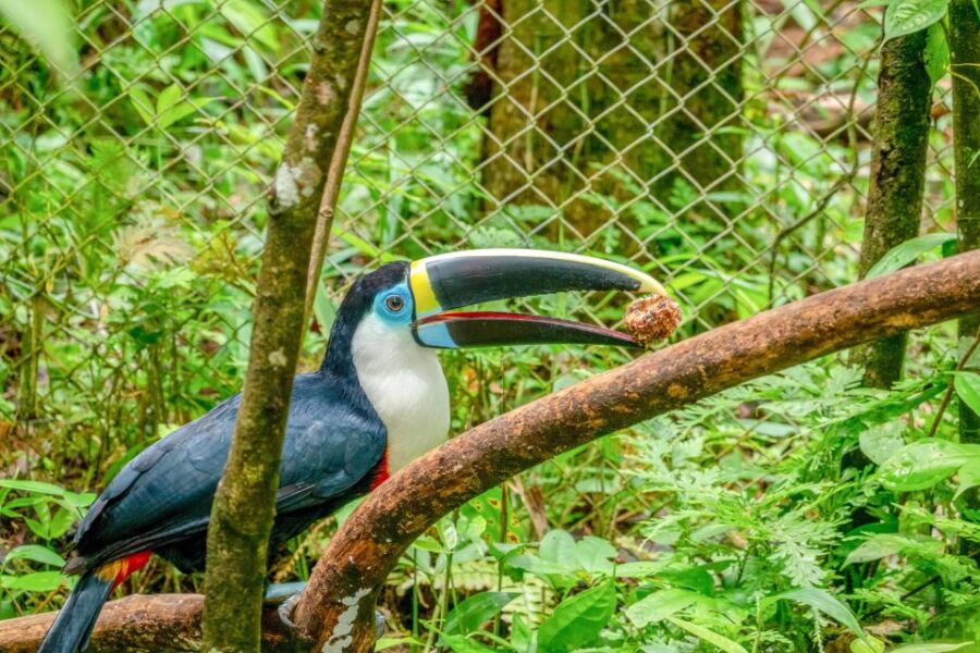 Iquitos: Amazon River Full Day Guided Tour