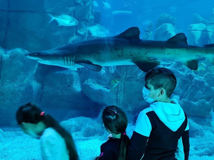 Istanbul: Aquarium Ticket and Round Trip Shuttle From Taksim - Ticket Details and Pricing