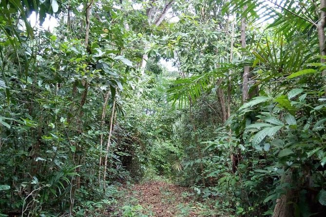 Jozani Forest Tour