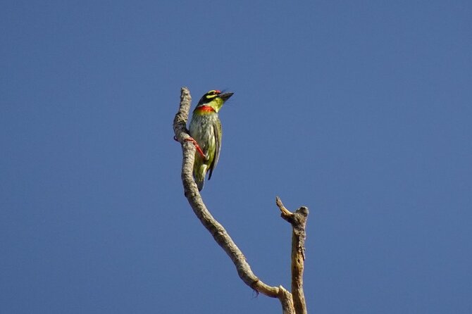 Karnala Bird Sanctuary Excursion From Mumbai