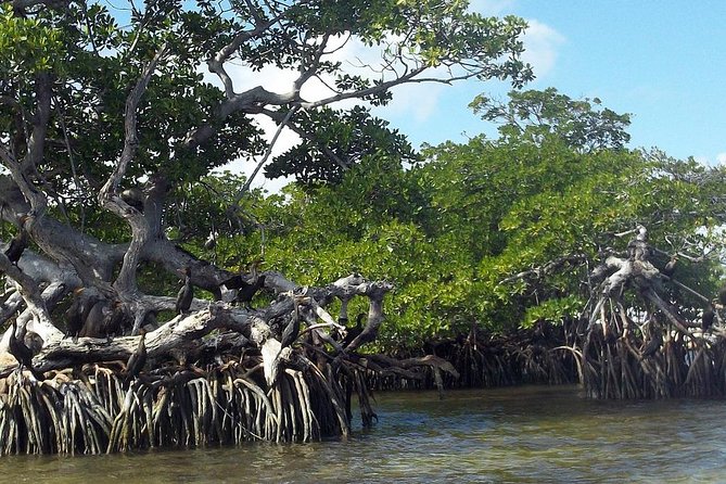 Key Largo Mangrove Private Eco-Tours