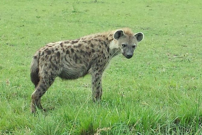 Lake Nakuru National Park Day Tour Via Lake Naivasha