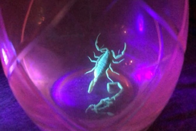 Las Vegas Night-Time Scorpion and Black Widow Interactive Virtual Hunting