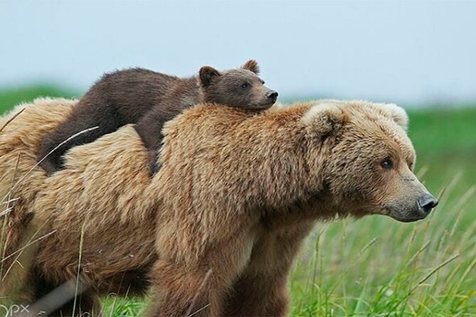 Libearty Bear Sanctuary and Dracula Castle From Brasov