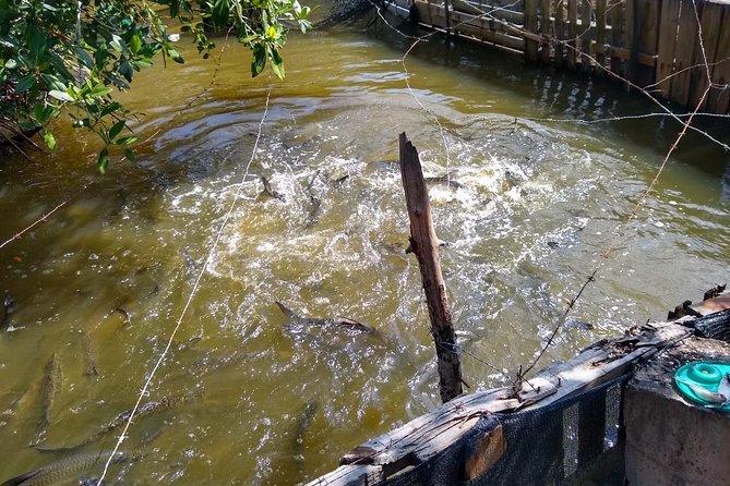 Live Like a Fisherman on the Mangroves Rout