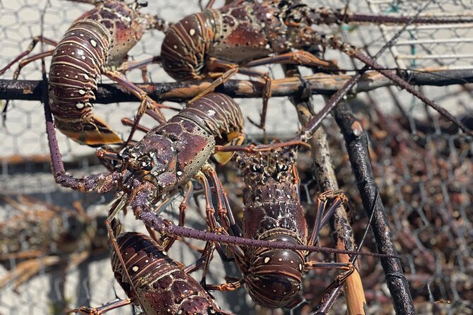 Lobster For Lunch On Private Beach In Negril - Snorkeling Equipment and Activities