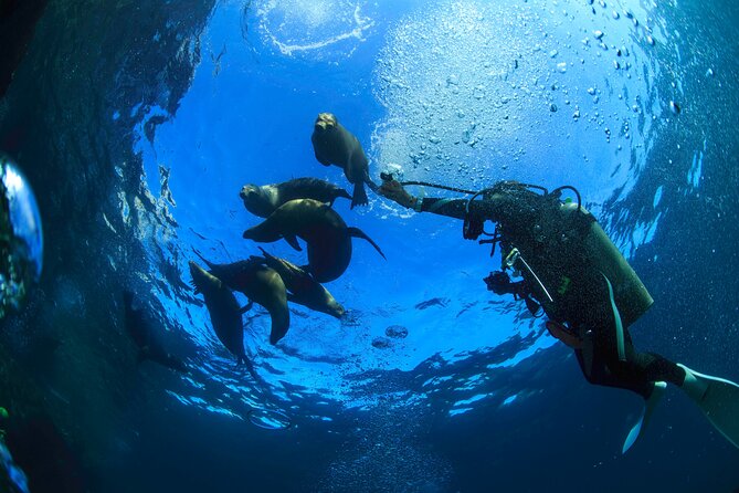 Los Cabos 2 Tanks Dive to the Corridor (Certified Divers)