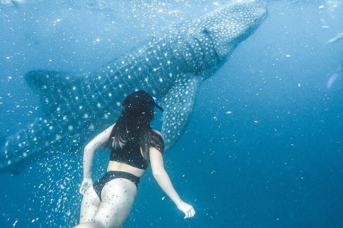 Maafushi: Whale Sharks & Manta Rays Snorkeling With Dolphin Watching