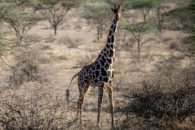 Maasai Mara 3 Day Guided Tour - Tour Highlights