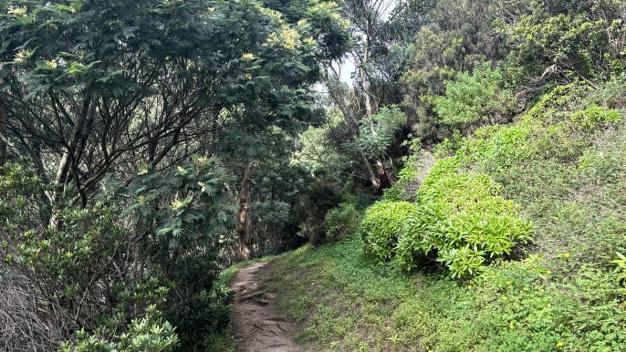 Madeira: Cliff Hanger Vereda Larano Hike Machico - Tour Overview