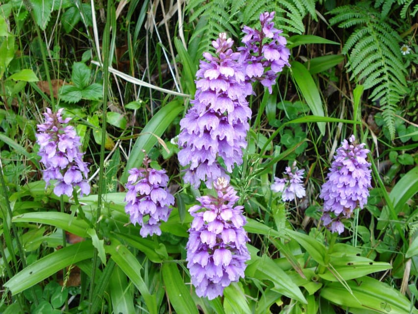 Madeira: Endemic Flora