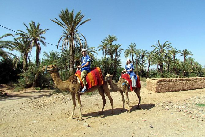 Marrakech Camel Ride at the Palm Groves