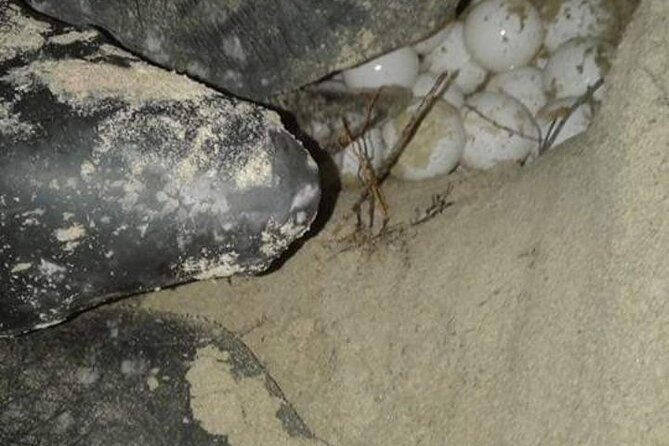 Matura Turtle Watching Experience