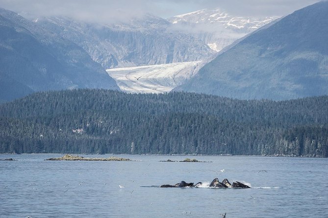 Mendenhall Glacier and Ultimate Whale Watch Combo