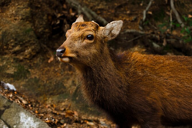 Miyajima Private History and Food Tour (Half Day) - Tour Overview