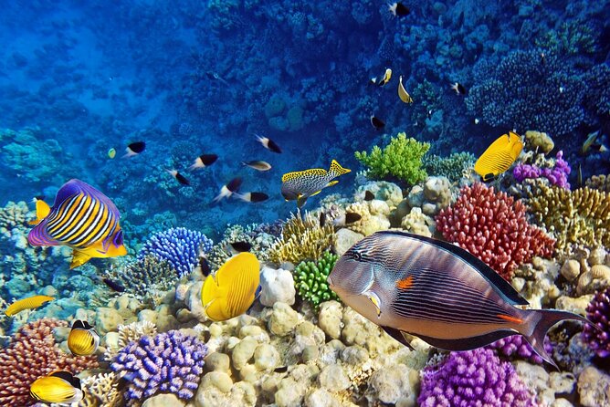 Mnemba Dolphin Tour, Clear Kayak, Cooking Class, Horse Riding