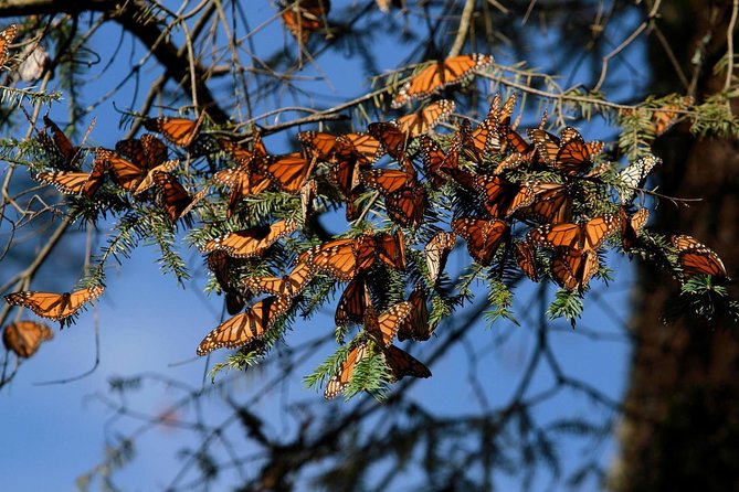 Monarch Butterfly Sanctuary Day Trip From Mexico City - Tour Overview and Details