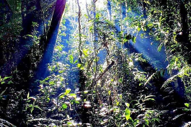 Monteverde Cloud Forest Tour