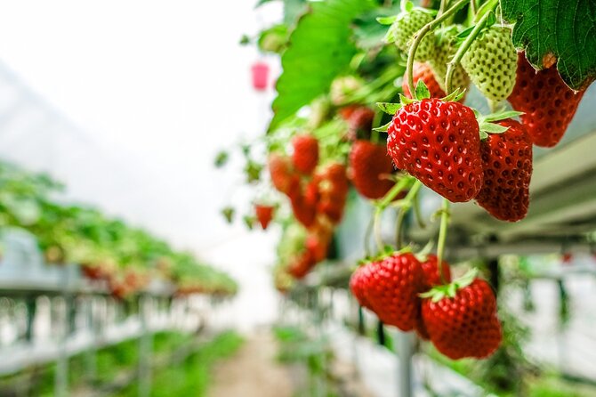 Mt Fuji, Panoramic Ropeway & Seasonal Fruits Picking
