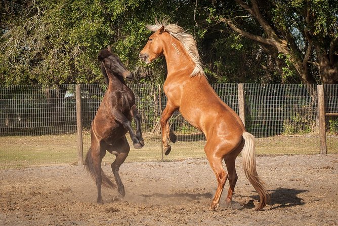 Mustang Horse Rescue Volunteer Experience! Full Day